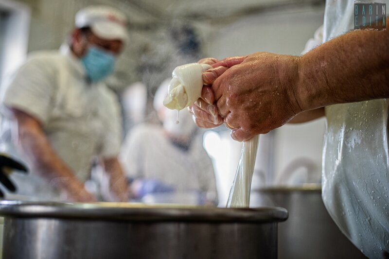 Cheesemaker shaping fresh mozzarella in a dairy near Bari