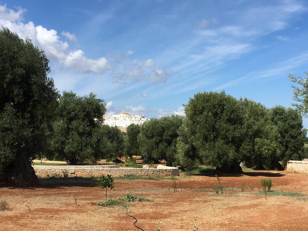 Olive grove on red earth with the white town of Ostuni in the background
