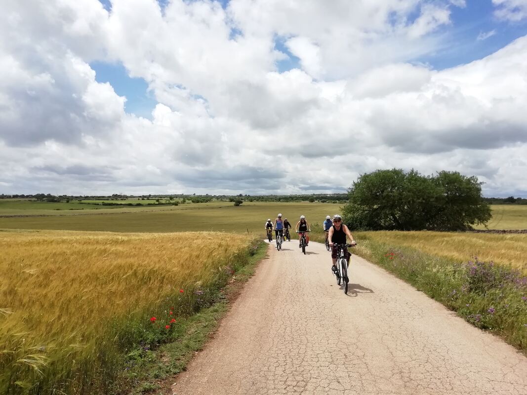 Cyclists on a country road among wheat fields in Puglia