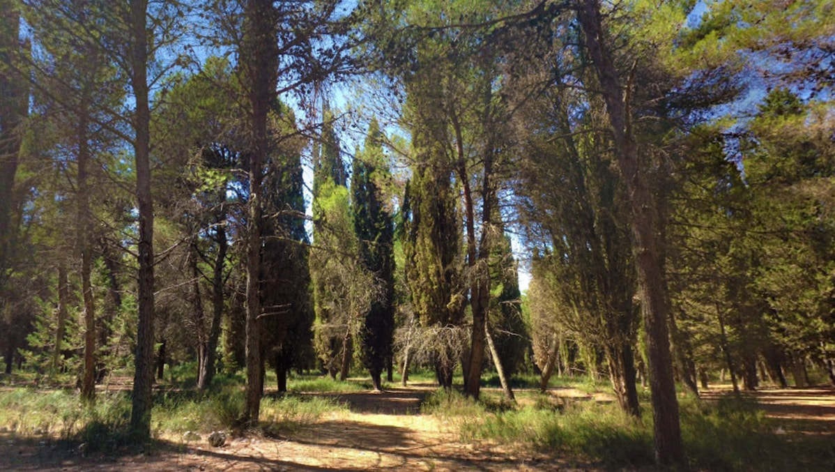 Woodland near Cassano delle Murge in the Murgia