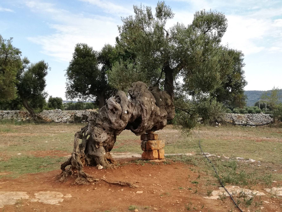 A monumental olive tree in the Plain of Ancient Olive Trees near Ostuni
