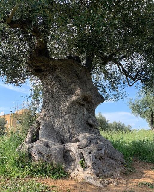 Centuries-old olive tree with a twisted trunk in the Apulian countryside