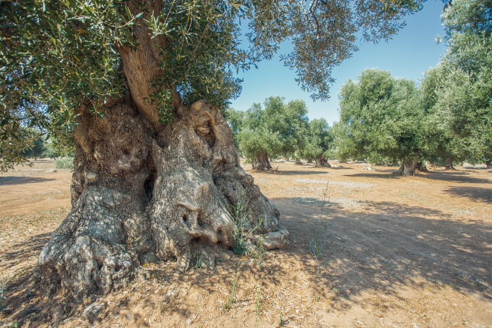 Centuries-old olive trees in the countryside around Serranova